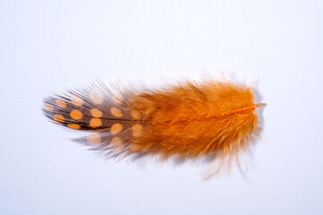 Bird feather photographed in detail with light plain background