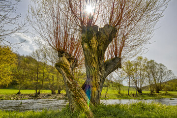 Twisted Salix Viminalis Basket Willow, an outstandingly grown tree at the Tauber River, Bavaria, South Germany. - obrazy, fototapety, plakaty