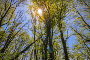 Overgrown forest sun light in the Fraconian Heights, Bavaria, South Germany