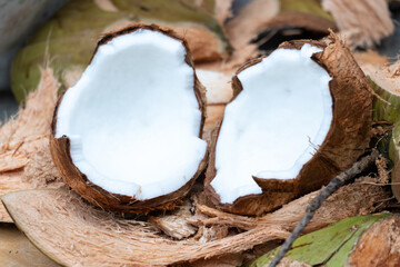 Mature coconut