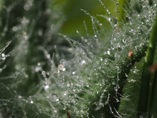 Shiny drops on young Cirsium