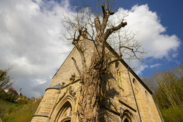 Romanian Kobolzell Church with a tall tree at Rothenburg, Bavaria