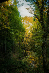 兵庫県⋆苔むす吉滝風景
