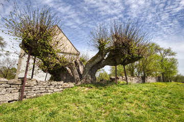 Kunigundenlinde, a Tilia Platyphyllos Linden Tree , with 1000 Years of age, 9.5 m of girth, with...