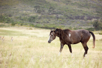 Fototapeta premium horse in the field