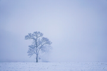 minimal winter landscape, row of trees on snow covered