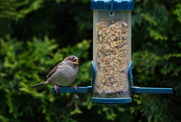 bird on a feeder
