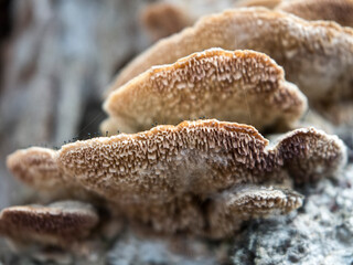 Close-up macro view of Chaga mushroom or Inonotus obliquus on the birch tree. Selective focus.