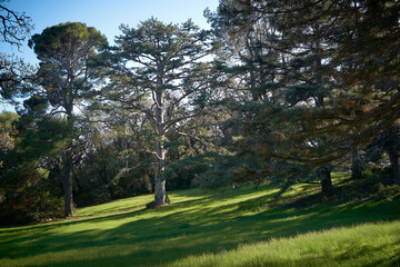 Fototapeta na wymiar Beautiful trees in the city park.