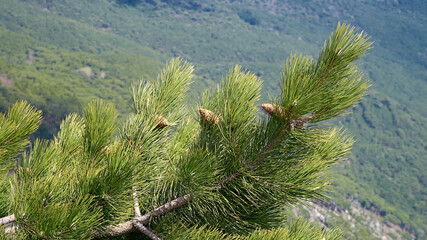 Pine tree on the rock. Rocky Mountains.