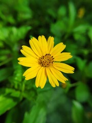 Fototapeta premium yellow flower in the garden