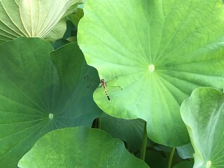 green leaves with dragonfly