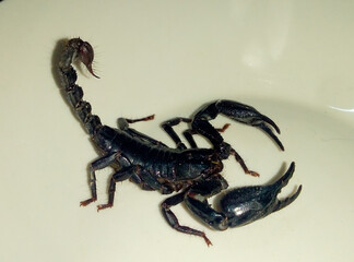 Black scorpion on white at night