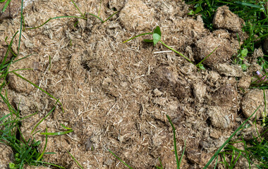 Energy experts in some countries are considering the use of mule dung as fodder fuel as a way to dispose of the animal waste. It can also be used for compost or fertilizer.