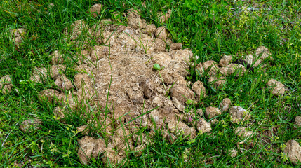 The grass will be well fertilized after the mule left this little patch of pasture.
