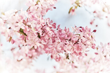 Close-up image of the beautiful pink spring blossom of apple tree