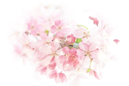 Close-up image of the light pink spring blossom of apple tree