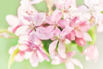 Close-up image of apple tree spring blossom on light green backgrond
