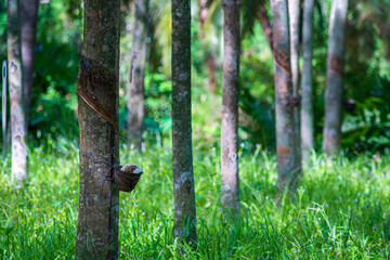 Tapping latex rubber tree. Rubber plantation in thailand. natural of rubber tree.