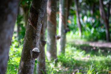 Tapping latex rubber tree. Rubber plantation in thailand. natural of rubber tree.