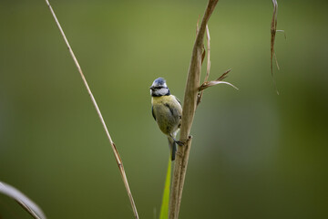 Blue Tit in the wild
