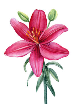 Pink flower, lily on white background, watercolor botanical illustration