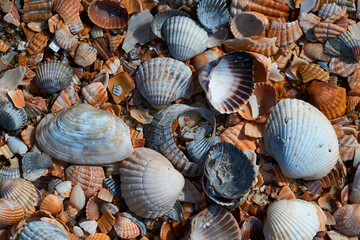 seashells by the seashore