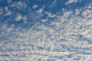 white evening altocumulus clouds on blue sky full frame background - obrazy, fototapety, plakaty