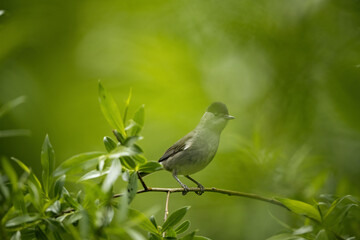 Black-headed Warbler in the wild