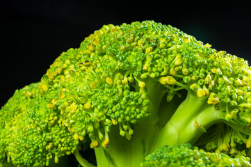 Large raw fresh head of broccoli cabbage on a black background, healthy vegetarian food, close-up