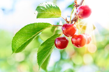 Close-up of cherries growing on tree