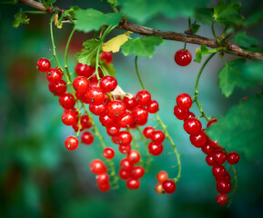 Ripe redcurrant fruit on bush in summer