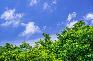 桜の新緑と背振の山