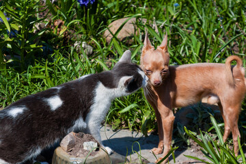 Rustic cat sniffing small pedigree dog.
Cats and dogs love concept. Puppy and kitten togetherness.