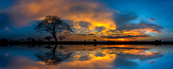 Panorama silhouette tree in africa with sunset.Tree silhouetted against a setting sun reflection on...