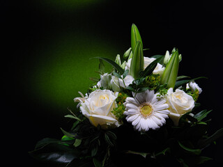 Obraz premium Strauß mit grünem Hintergrundlicht