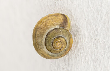 wstężyk ogrodowy ((Cepaea hortensis) na białej ścianie © Henryk Niestrój