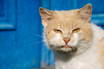 Shabby red-and-white cat against the background of blue doors. Homeless disfigured dirty cat sits on sunny street. Abandoned animals concept. Portrait of a street animal in its natural habitat.