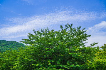 Fototapeta premium 新緑の桜の木と青空