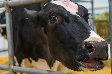 Image of a cow on a farm.