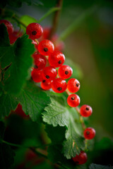 Ripe redcurrant fruit on fruit bush in summer