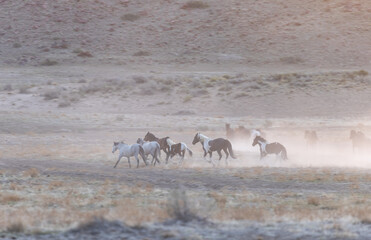 Fototapeta na wymiar Wild Horse Herd in the Utah Desert