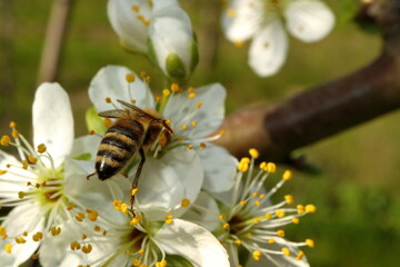 Flowering of the apple tree. Insects pollinate flowers.