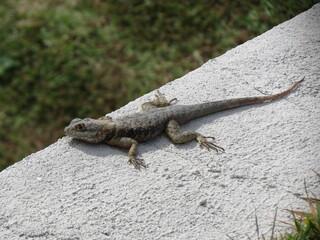 Lizard