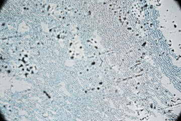 Dried human ejaculate texture with salt crystals under a light microscope, magnification 40 times, microscope objective 4, sperm cells are not visible at this magnification