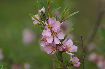 pink and white flowers
