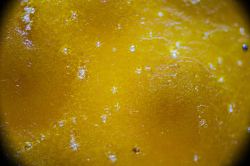 Mandarin peel under the light microscope, detailed peel close up, magnification 100 times, objective 10