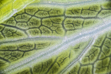 Green celery leaf macro under the microscope with a magnification of 40 times, objective 4