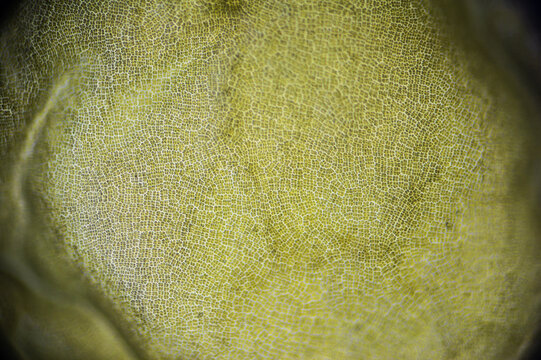 Far eastern Kelp macro close up under the light microscope, edible seaweed