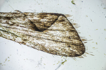 Ephestia elutella, wing of grain moth with scales macro close up under the light microscope,...